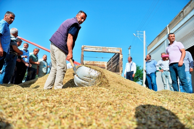 Mardin'de sezonun ilk arpa hasadı yapıldı