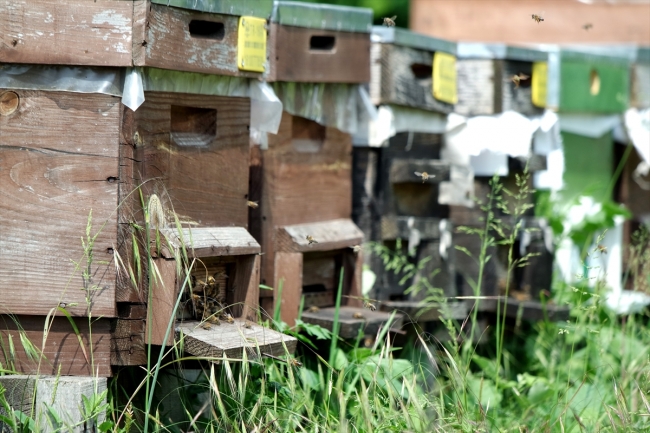 Arıların kovan içindeki yaşantısı "apiturizm" ile öğreniliyor