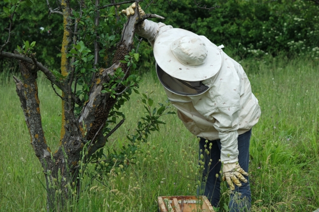 Arıların kovan içindeki yaşantısı "apiturizm" ile öğreniliyor