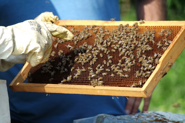 Arıların kovan içindeki yaşantısı "apiturizm" ile öğreniliyor