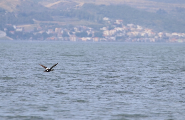 Gediz Deltası'nda yeni bir kuş türü daha keşfedildi