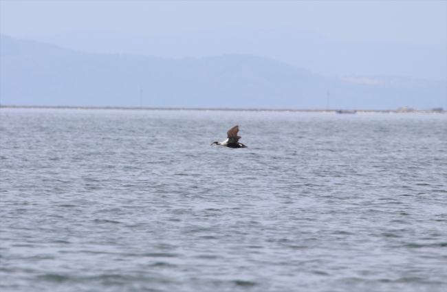 Gediz Deltası'nda yeni bir kuş türü daha keşfedildi