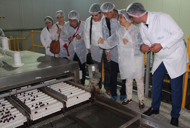 Manisa kirazı Güney Kore'ye ihraç edilecek