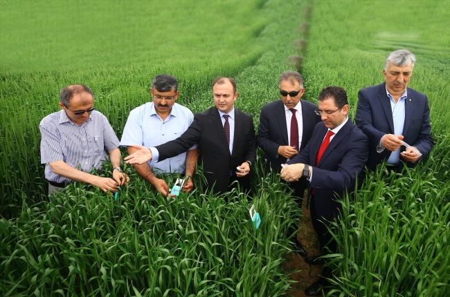 Doğaya 800 bin faydalı böcek salındı