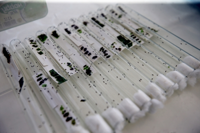 Doğaya 800 bin faydalı böcek salındı