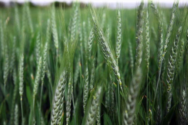 Doğaya 800 bin faydalı böcek salındı