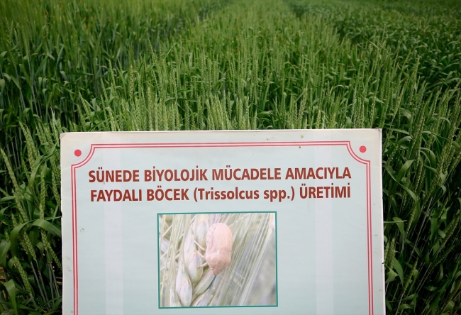 Doğaya 800 bin faydalı böcek salındı