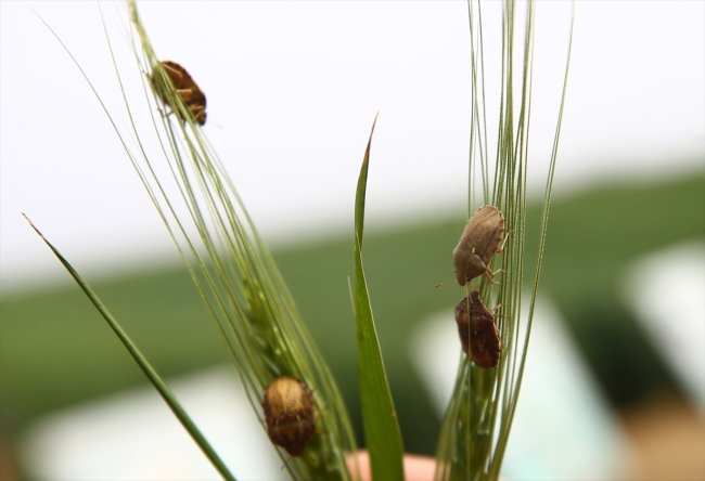 Doğaya 800 bin faydalı böcek salındı