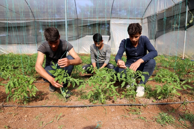 Yabancı öğrenciler Şanlıurfa'daki lisede tarım öğrenecek
