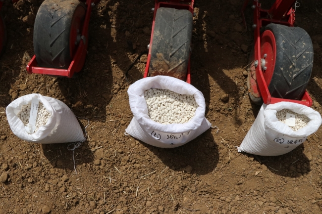 Yerli fasulye ve barbunyada deneme ekimi yapıldı