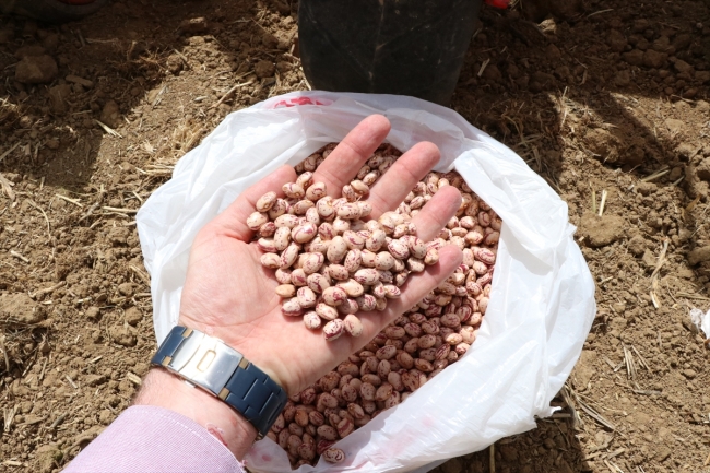 Yerli fasulye ve barbunyada deneme ekimi yapıldı
