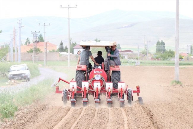 Yerli fasulye ve barbunyada deneme ekimi yapıldı
