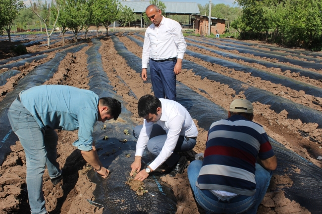 Yeşilyurt'ta çilek üretimi artırılacak