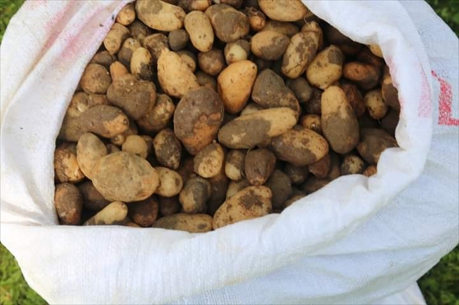 Koruma altındaki salep soğanlarını toplayan 5 kişiye 300 bin lira ceza