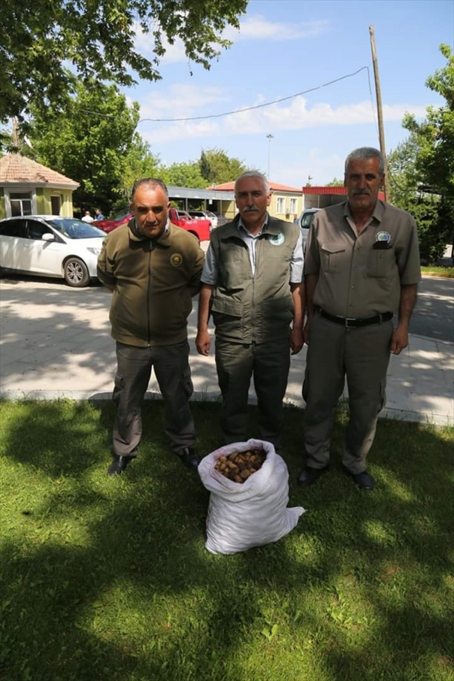 Koruma altındaki salep soğanlarını toplayan 5 kişiye 300 bin lira ceza