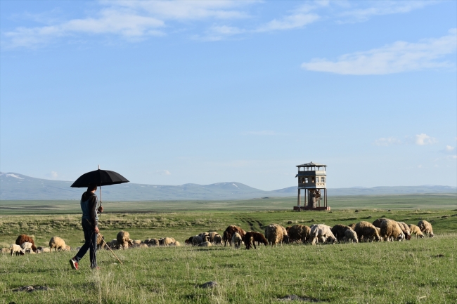 Çobanların ramazanda sürüleriyle zorlu yolculuğu