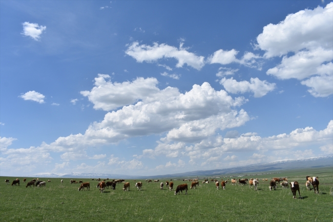 Çobanların ramazanda sürüleriyle zorlu yolculuğu
