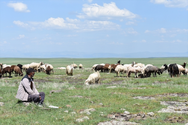 Çobanların ramazanda sürüleriyle zorlu yolculuğu
