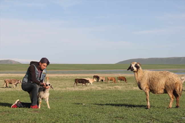 Çobanların ramazanda sürüleriyle zorlu yolculuğu