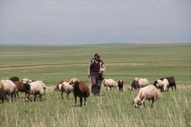 Çobanların ramazanda sürüleriyle zorlu yolculuğu