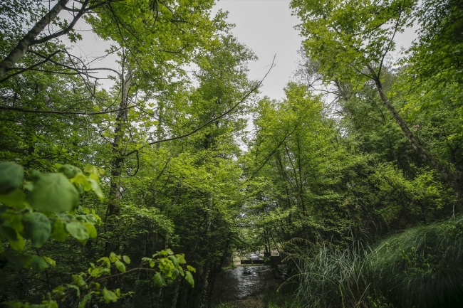 Eşsiz flora ve faunasıyla sığla ormanları
