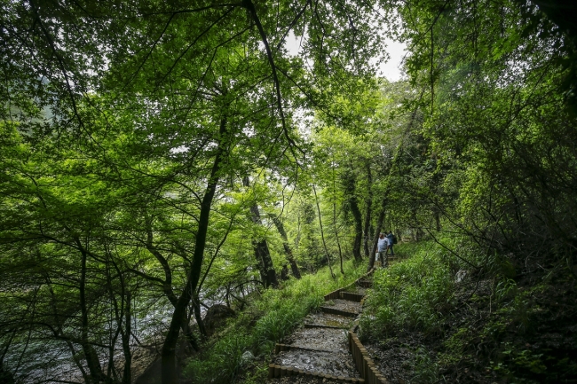 Eşsiz flora ve faunasıyla sığla ormanları