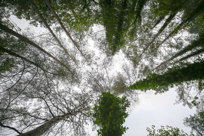 Eşsiz flora ve faunasıyla sığla ormanları