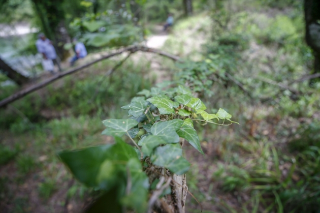 Eşsiz flora ve faunasıyla sığla ormanları
