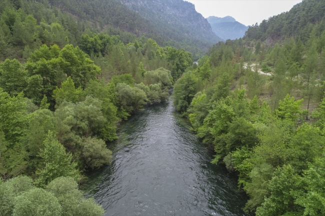 Eşsiz flora ve faunasıyla sığla ormanları