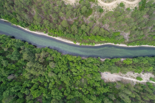Eşsiz flora ve faunasıyla sığla ormanları
