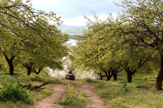 Bereketli yağışlar kayısıda verimi artırdı