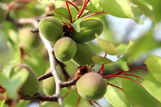 Bereketli yağışlar kayısıda verimi artırdı