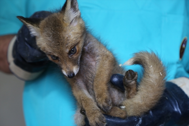 Tilki yavruları "Zeytin" ve "Fındık" koruma altına alındı