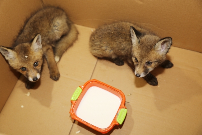Tilki yavruları "Zeytin" ve "Fındık" koruma altına alındı