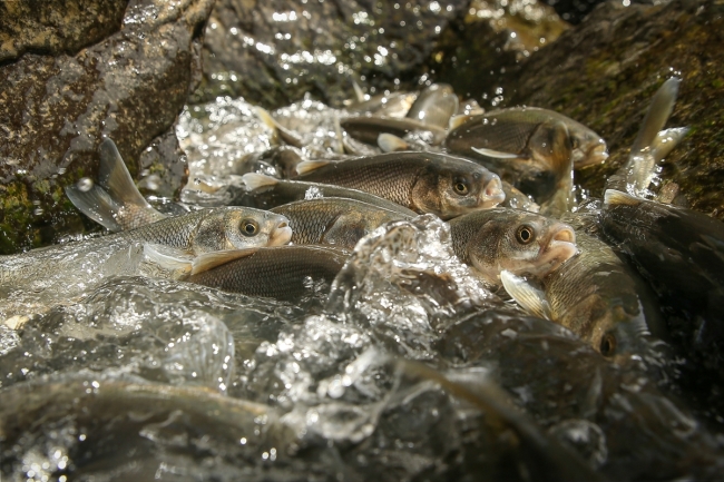 İnci kefalinin zorlu yolculuğu sürüyor