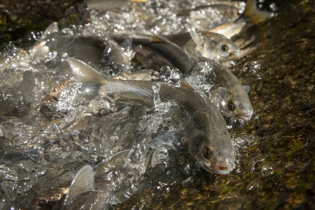 İnci kefalinin zorlu yolculuğu sürüyor