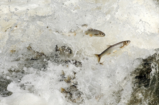 İnci kefalinin zorlu yolculuğu sürüyor