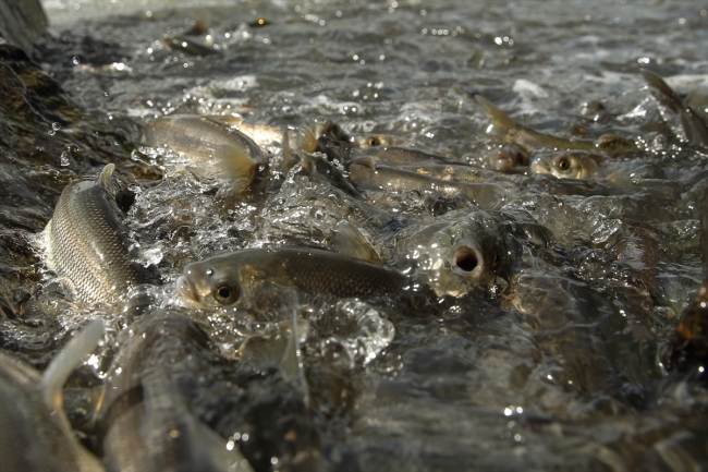 İnci kefalinin zorlu yolculuğu sürüyor