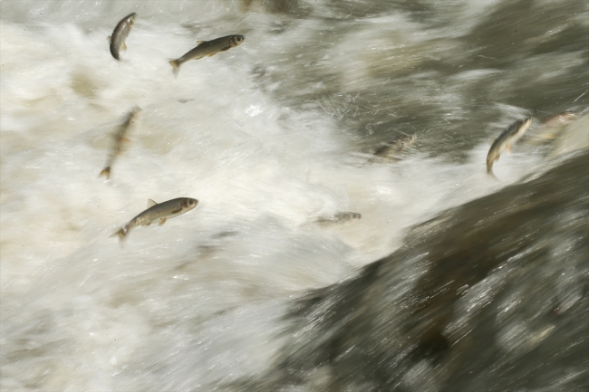 İnci kefalinin zorlu yolculuğu sürüyor
