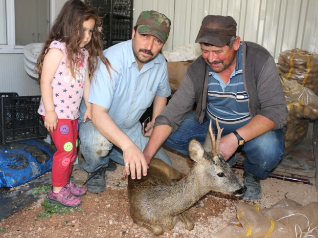 Dereye düşen yaralı karaca kurtarıldı