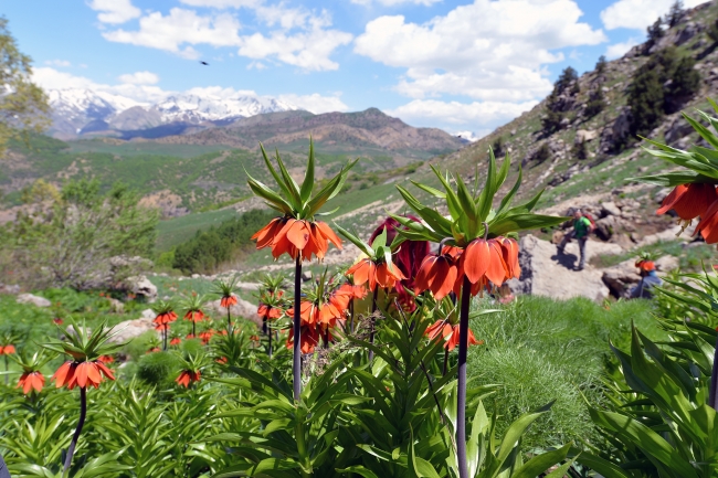 Dağların süsü ters laleler görenleri büyülüyor