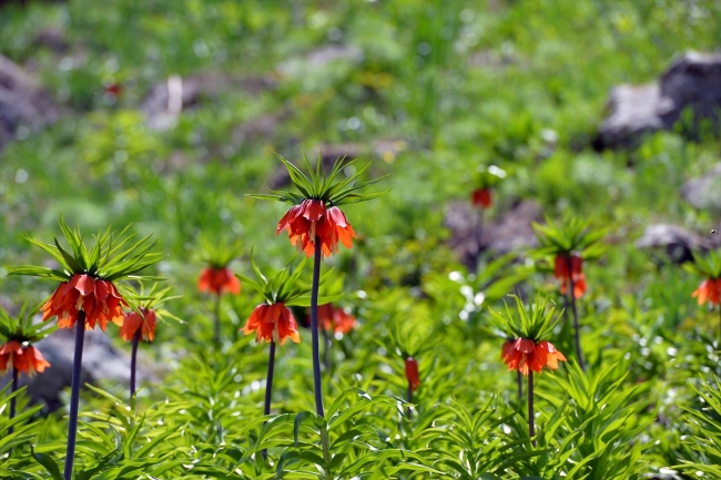 Dağların süsü ters laleler görenleri büyülüyor