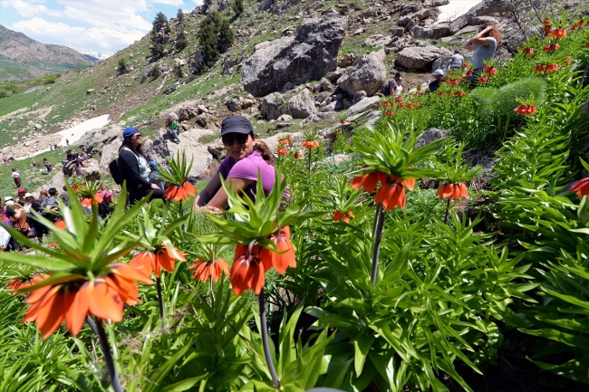 Dağların süsü ters laleler görenleri büyülüyor