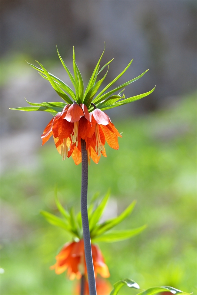Dağların süsü ters laleler görenleri büyülüyor