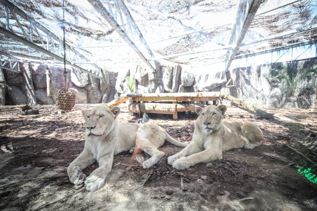 Türkiye'nin ilk beyaz aslanları İstanbul'da