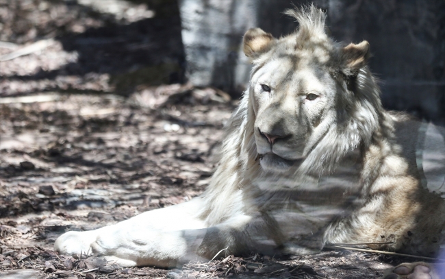 Türkiye'nin ilk beyaz aslanları İstanbul'da