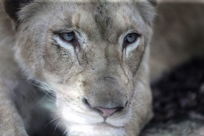 Türkiye'nin ilk beyaz aslanları İstanbul'da