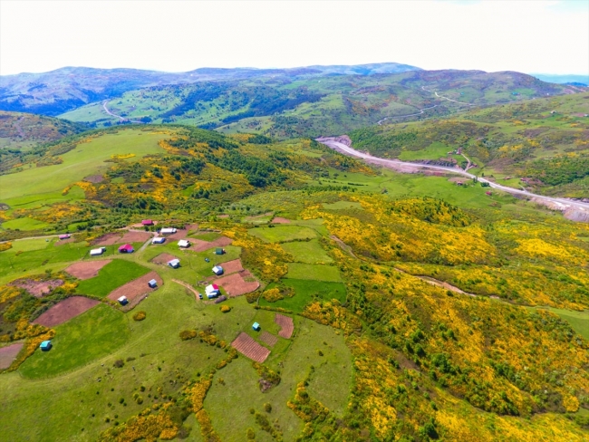 Ordu'da orman gülleri ile yaylalar renklendi