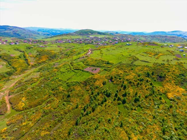 Ordu'da orman gülleri ile yaylalar renklendi