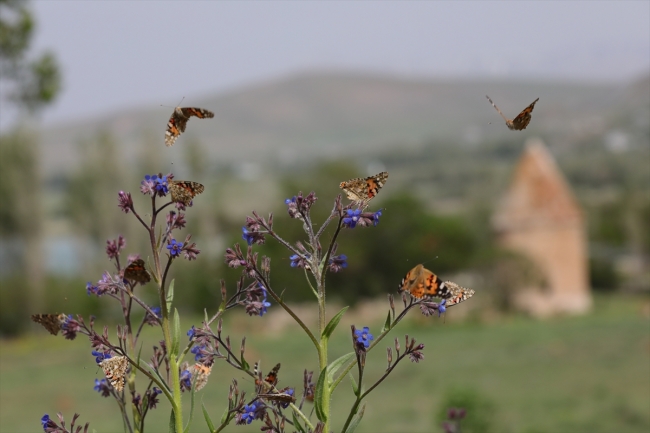 Diken kelebeklerinin Türkiye'deki göç rotaları belli oldu